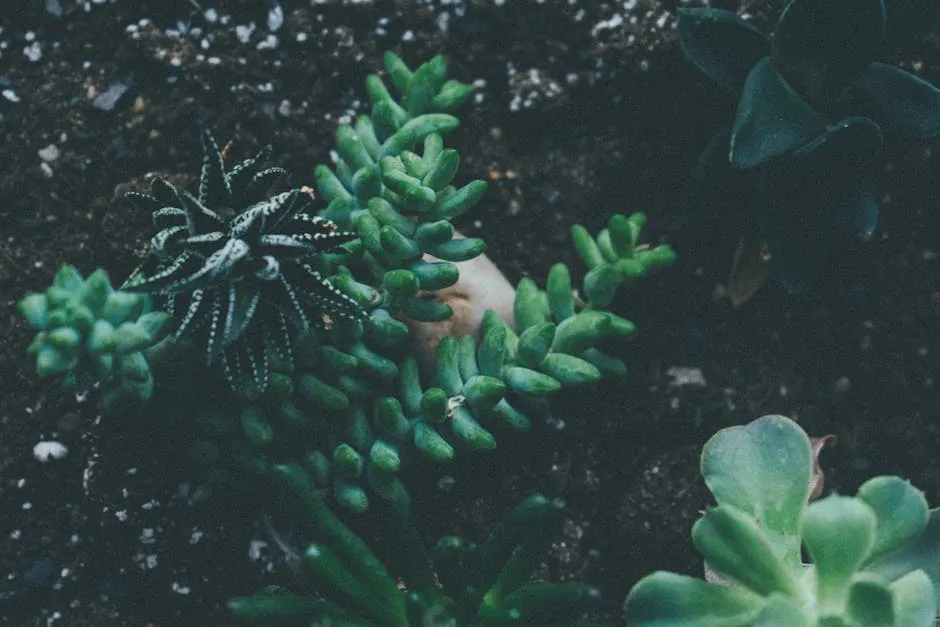 Green Succulent Plants Planted in Garden