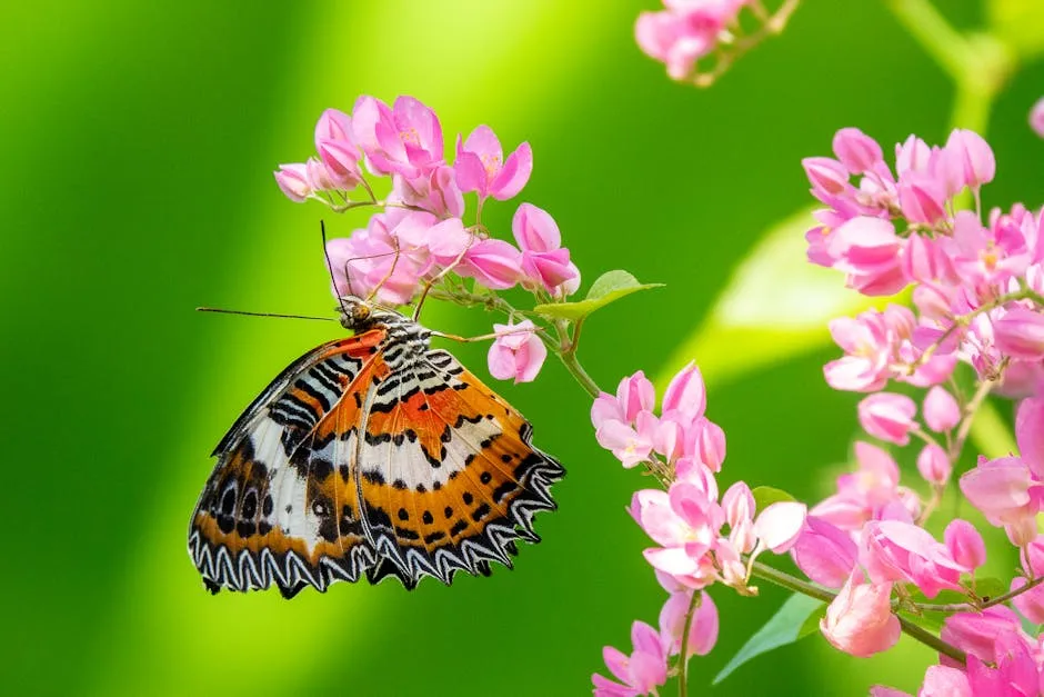 Close Up of a Butterfly on Pink Flowers