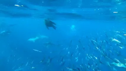 Horizontal video: A sea lion preying on a school of sardines 5607989. Duration: 7 seconds. Resolution: 3840x2160