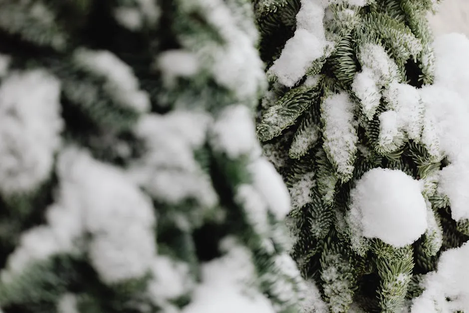 Closep-up of a Conifer Tree Covered in Snow 