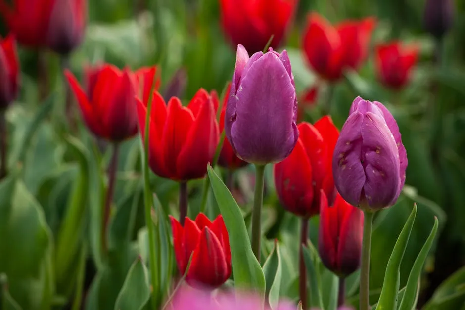 Close-Up Photo of Red and Purple Tulips