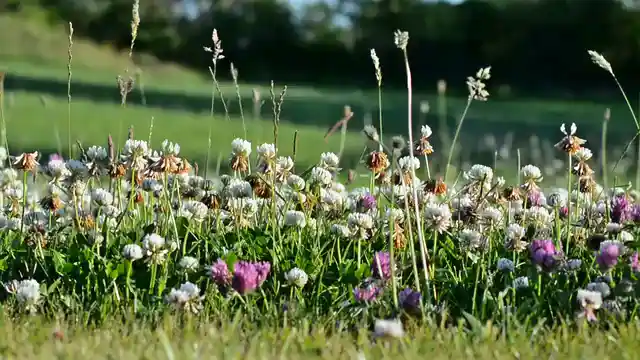 Horizontal video: Flower field 855142. Duration: 60 seconds. Resolution: 1920x1080