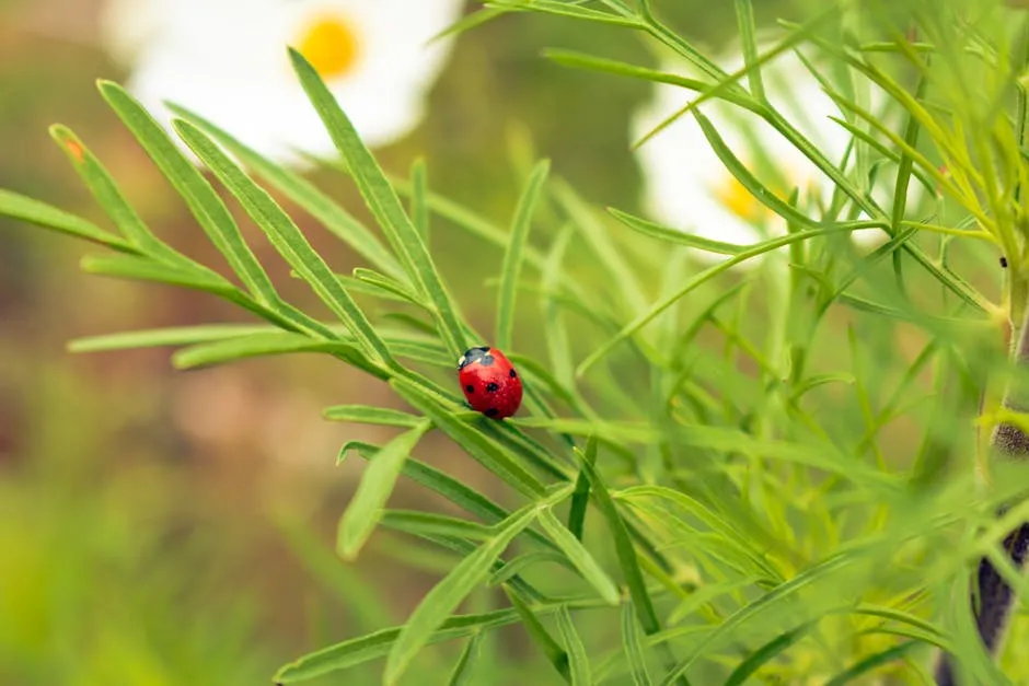 Ladybug on Grass