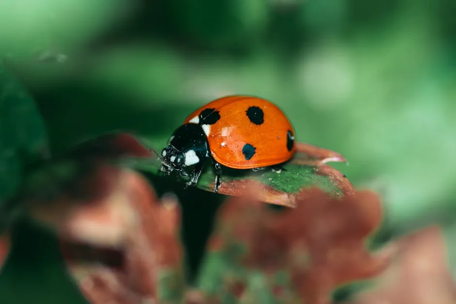 Ladybug in Nature