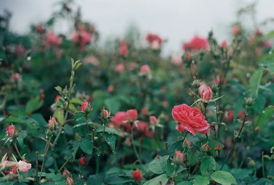 Rose in Rain