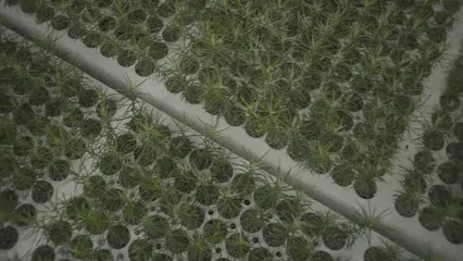 Horizontal video: Tree seedling in tree nursery overtop pan of baby trees 20663024. Duration: 18 seconds. Resolution: 3840x2160
