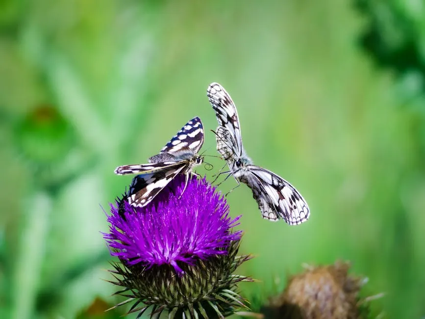 Swallowtail Butterflies in Nature