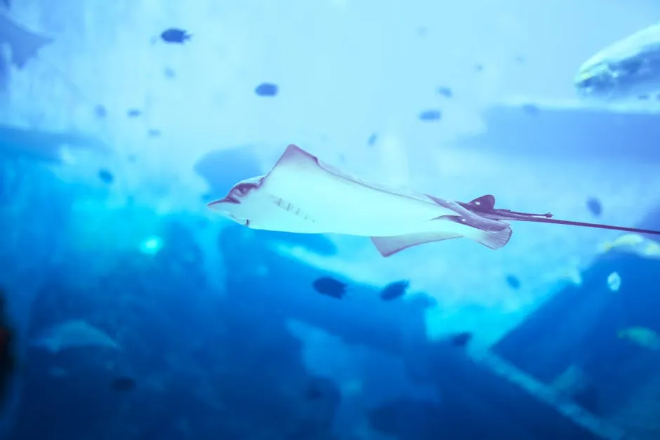 Free stock photo of aquarium, aquarium photography, fish