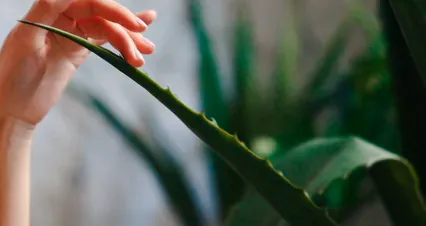 Horizontal video: Close up of a woman holding a plant 8347551. Duration: 14 seconds. Resolution: 4096x2160
