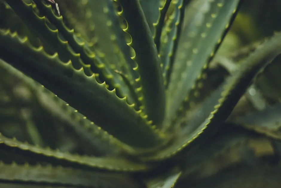 Close-Up of a Succulent