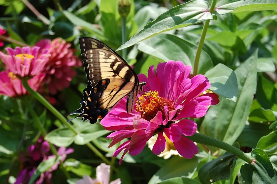 Butterfly on Zinnia Flower in Garden