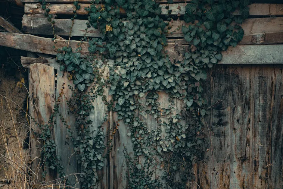 Green Ivy on Wooden Wall