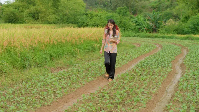 Horizontal video: A woman walking through a field of plants 27275717. Duration: 19 seconds. Resolution: 1920x1080