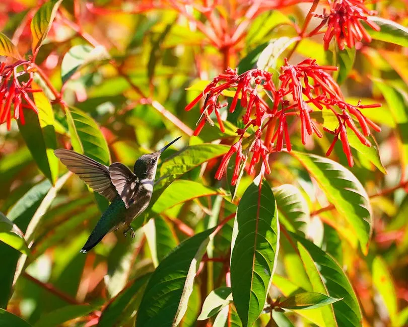 Free stock photo of hummingbird