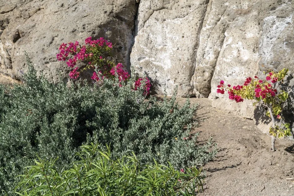 Shrub Flowering on Red beside Rock