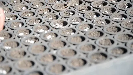 Horizontal video: A close up shot of a man s hand putting seeds in a seedling tray 4059087. Duration: 21 seconds. Resolution: 1920x1080