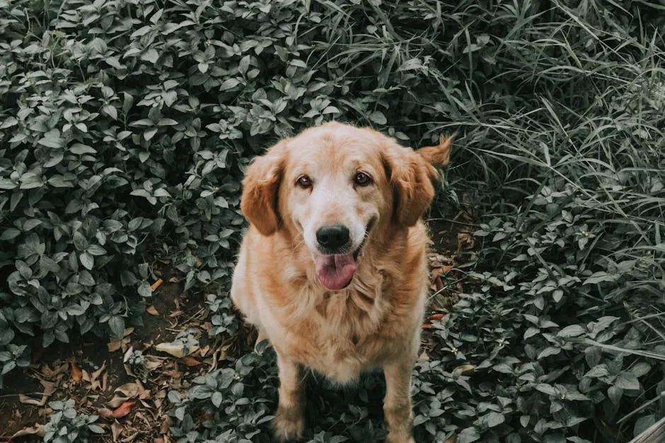 Adorable Golden Retriever sitting on Green Leaves 