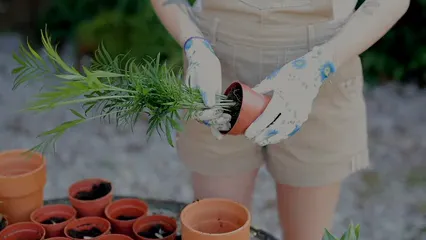 Horizontal video: Person transferring a plant into a bigger pot 4768535. Duration: 21 seconds. Resolution: 1920x1080