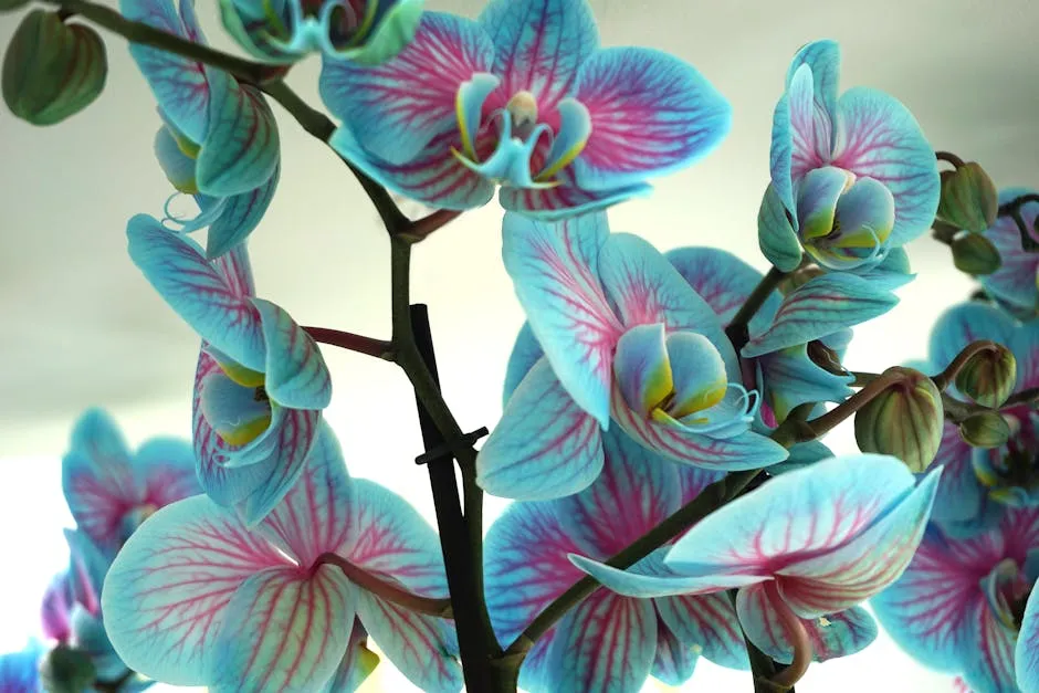 Beautiful Blue Orchids in Bloom