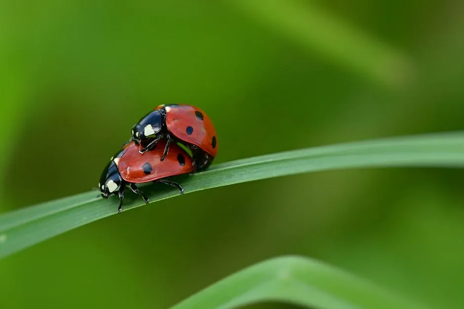 Macro Shot of Ladybugs on a Leaf