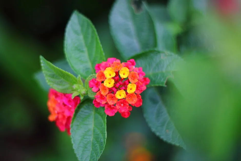 Selective Focus Photography of Red and Yellow Lantana Flower