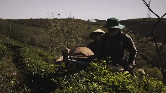 Horizontal video: People harvesting tea leaves 1325074. Duration: 13 seconds. Resolution: 3840x2160