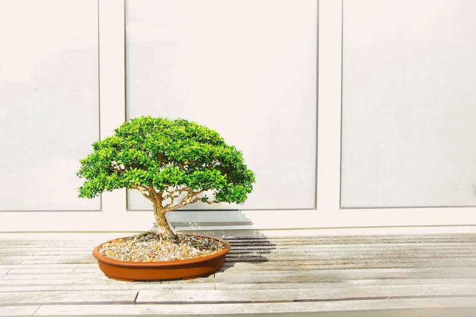 Bonsai Plant