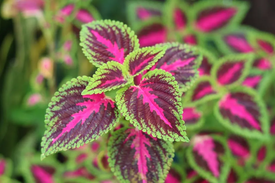 Close-up of Amazing Multi Colored Leaves
