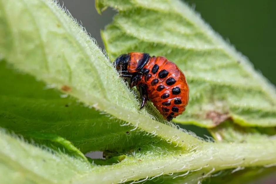 Colorado Beetle Eating Leaf