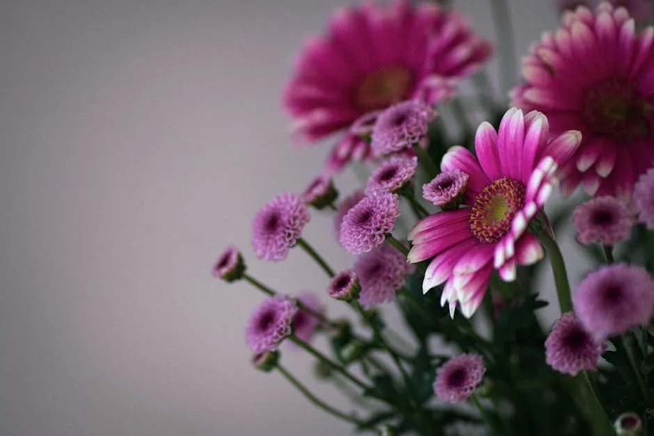 Close-up of Vibrant Pink Chrysanthemums Blossoms