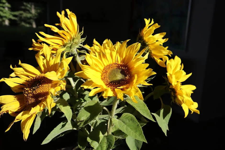 Vibrant Sunflowers in Full Bloom Outdoors