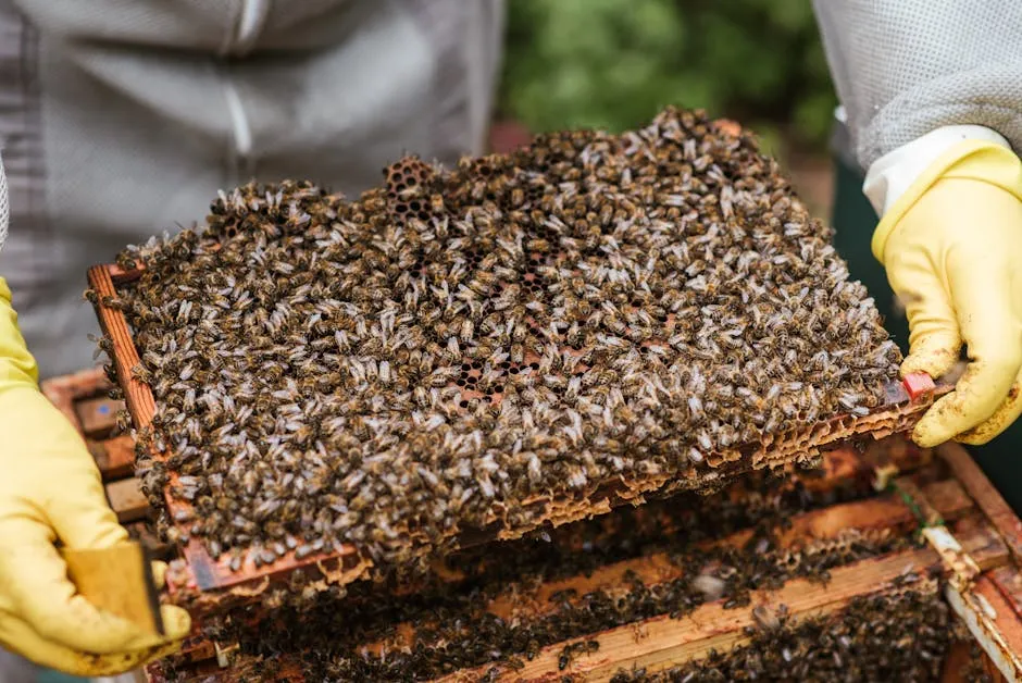 Crop unrecognizable farmer in protective gloves demonstrating honeycomb with flock of bees while standing near beehive