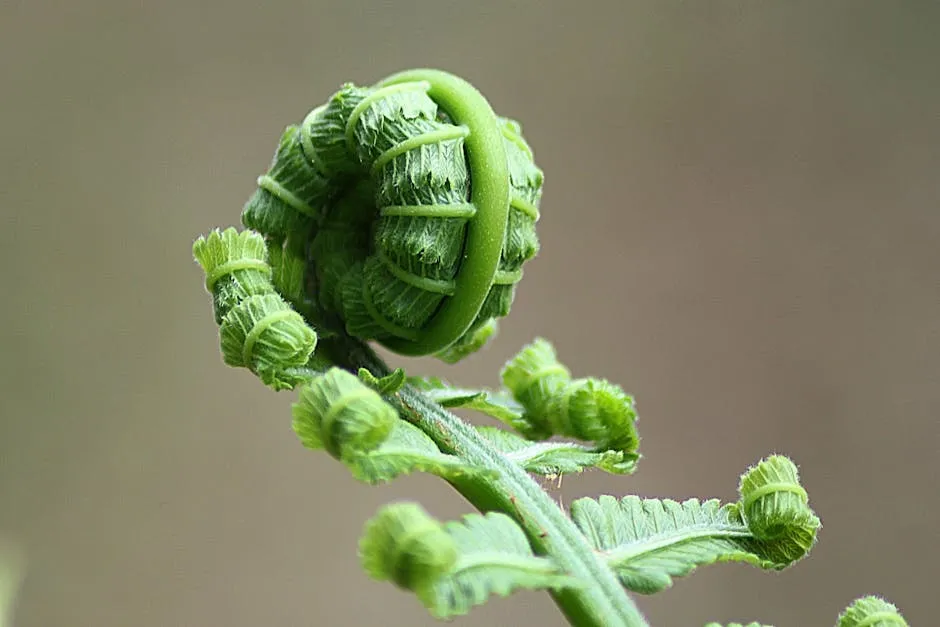 Green Plant Sprout