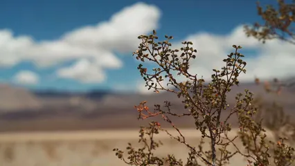Horizontal video: Close up of a plant in the field 7895667. Duration: 10 seconds. Resolution: 1920x1080