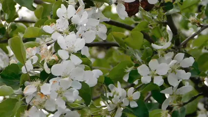 Horizontal video: White flowers on a crabapple tree branch 8106315. Duration: 13 seconds. Resolution: 1920x1080