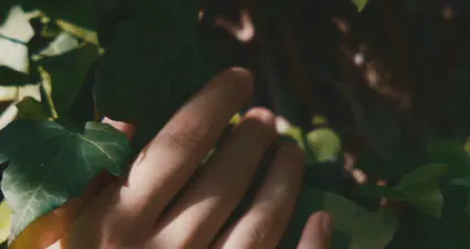 Horizontal video: Person touching leaves 8192630. Duration: 9 seconds. Resolution: 4096x2160