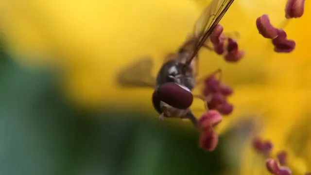 Horizontal video: Close up video of hoverfly 855270. Duration: 32 seconds. Resolution: 1280x720