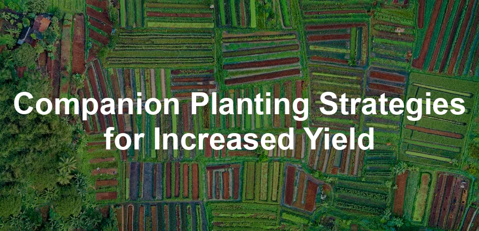 Featured image for Companion Planting Strategies for Increased Yield