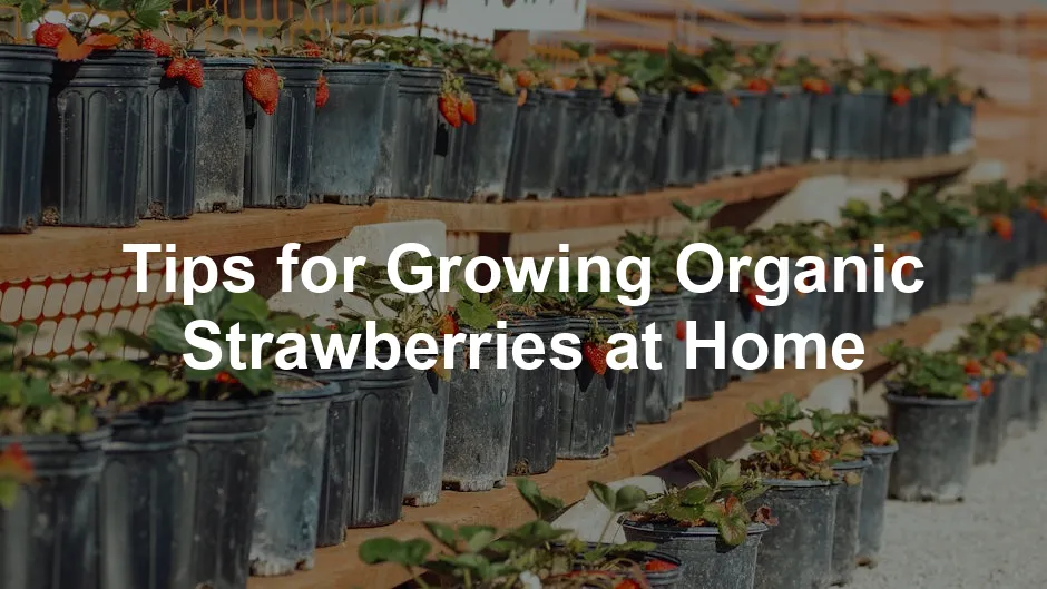 Featured image for Tips for Growing Organic Strawberries at Home