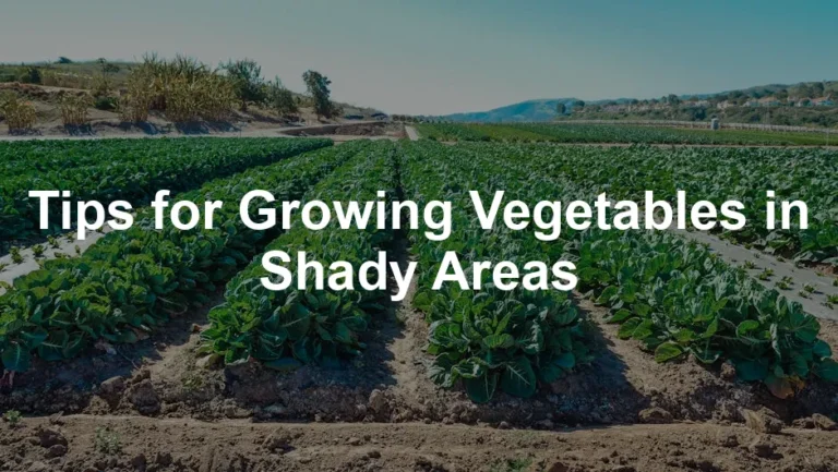 Featured image for Tips for Growing Vegetables in Shady Areas