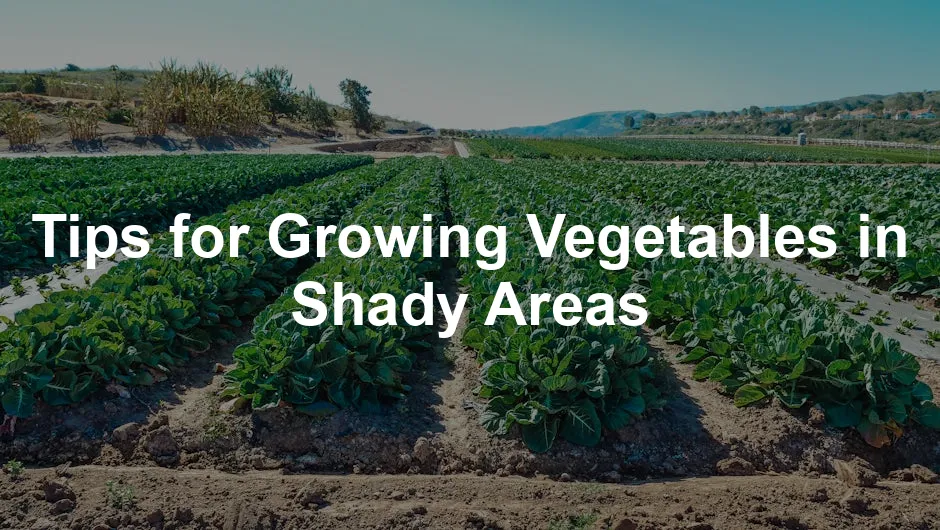 Featured image for Tips for Growing Vegetables in Shady Areas