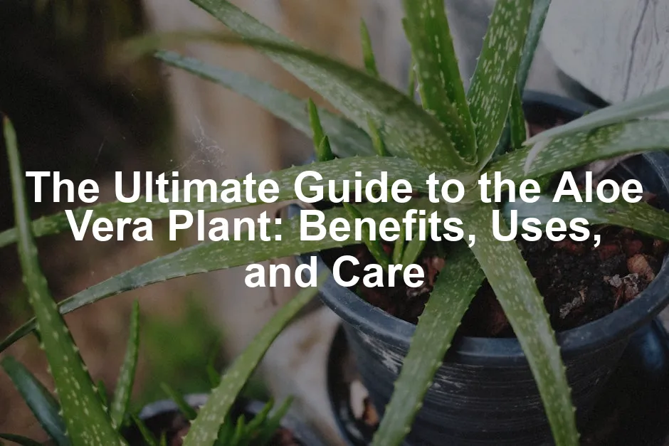Featured image for The Ultimate Guide to the Aloe Vera Plant: Benefits, Uses, and Care
