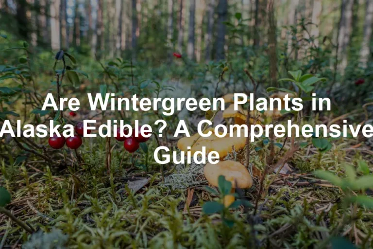 Featured image for Are Wintergreen Plants in Alaska Edible? A Comprehensive Guide