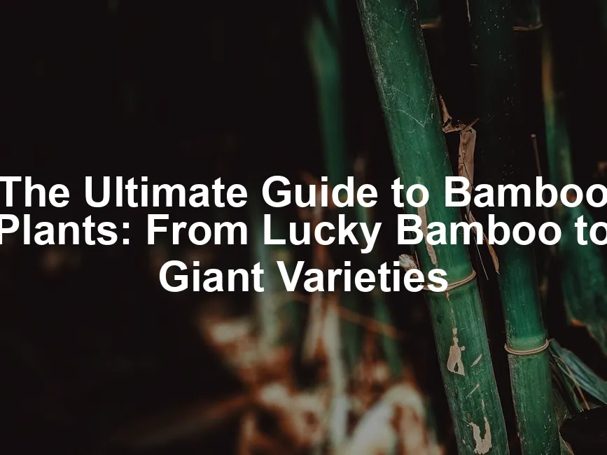 Featured image for The Ultimate Guide to Bamboo Plants: From Lucky Bamboo to Giant Varieties