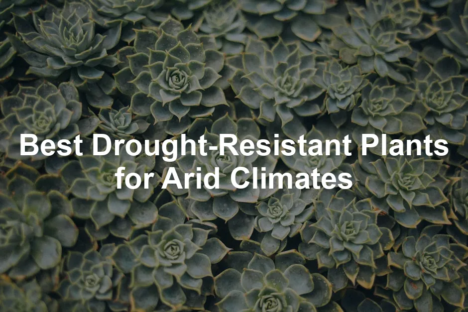 Featured image for Best Drought-Resistant Plants for Arid Climates