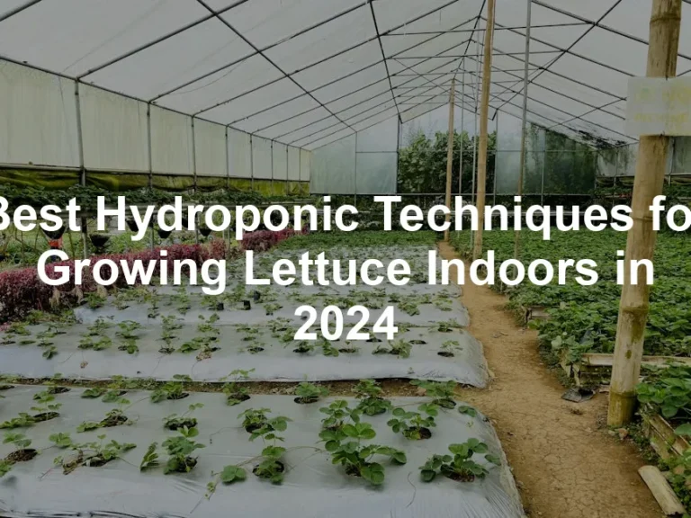 Featured image for Best Hydroponic Techniques for Growing Lettuce Indoors in 2024