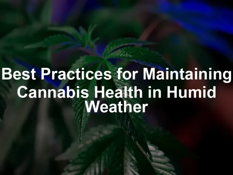 Featured image for Best Practices for Maintaining Cannabis Health in Humid Weather
