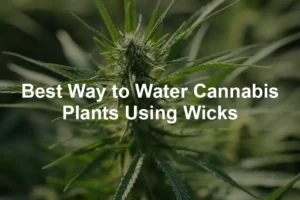 Featured image for Best Way to Water Cannabis Plants Using Wicks