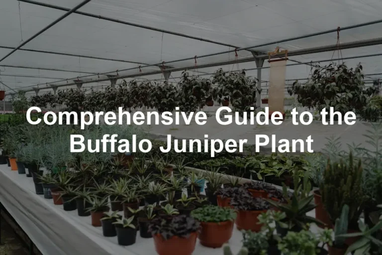 Featured image for Comprehensive Guide to the Buffalo Juniper Plant
