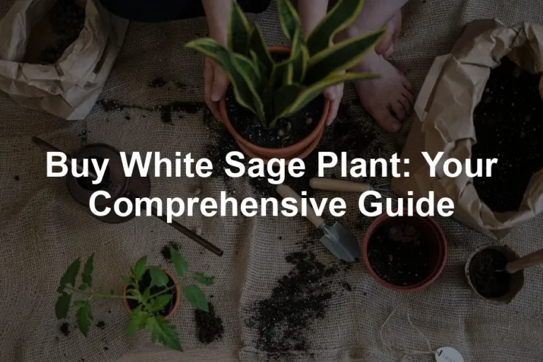 Featured image for Buy White Sage Plant: Your Comprehensive Guide